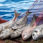 DİMES, Rekor Kıran Kampanyasıyla Marka Değerini Artırdı | HORECA TREND