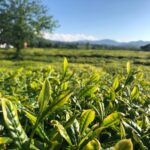 Fersan, HORECA Sektöründe de Varlık Gösterecek | HORECA TREND