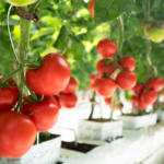 Chicago’da Parlayan Bir Yıldız: LAV HORECA | HORECA TREND