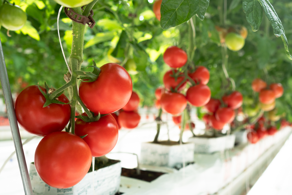 Kalıntısız Domates Üretiminde Yeni Dönem Başladı | HORECA TREND