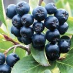 AB İstedi: Tüm Plastik Kapaklar Değişecek | HORECA TREND