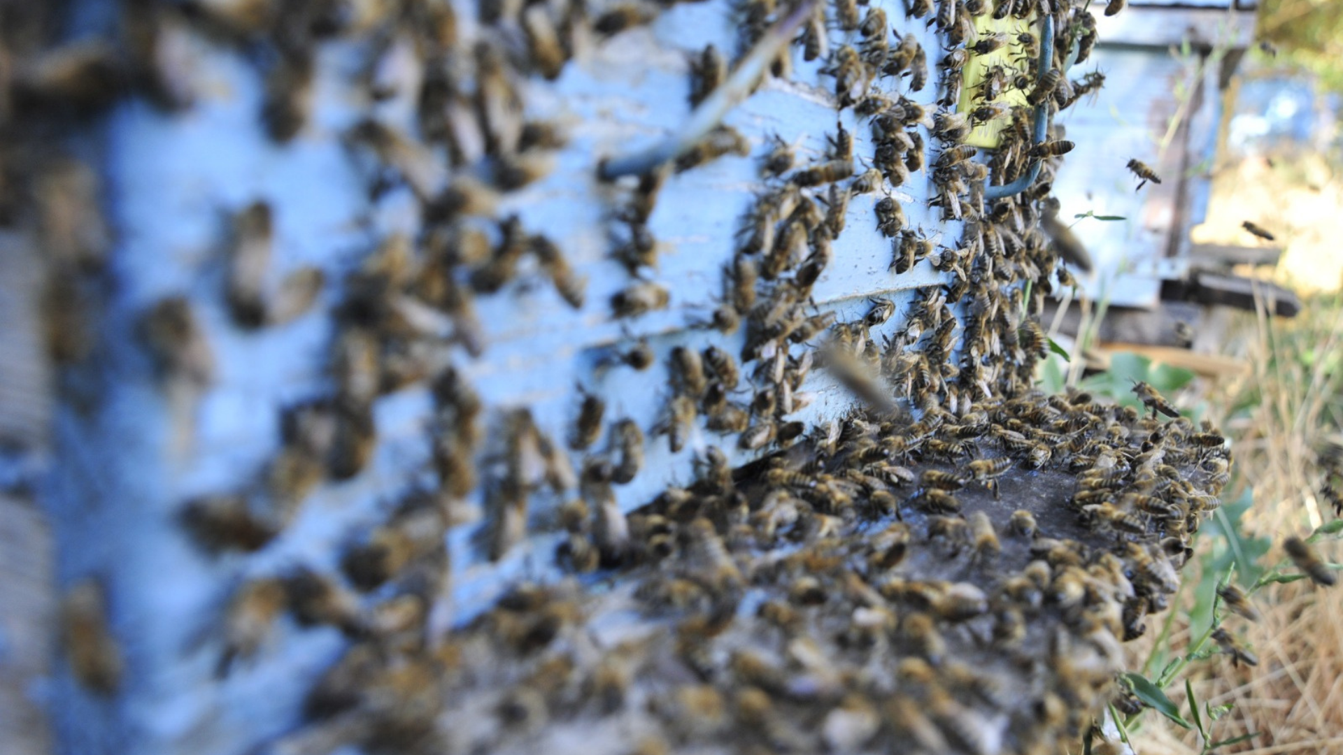 Bir Kaşık Ham Bal Mutluluğun Formülü | HORECA TREND